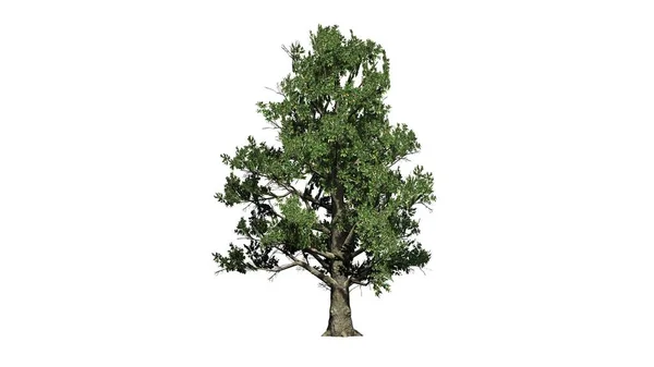 Południowej Drzewa Magnolii Izolowana Białym Tle — Zdjęcie stockowe