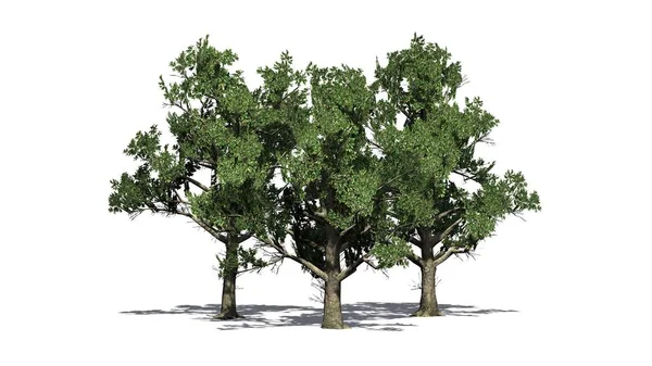 Diversi Alberi Della Magnolia Meridionale Isolati Sfondo Bianco — Foto Stock