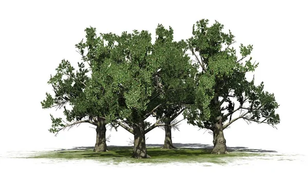 Diversi Alberi Della Magnolia Meridionale Isolati Sfondo Bianco — Foto Stock