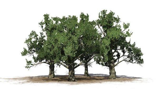 Verschillende Zuidelijke Magnolia Bomen Geïsoleerd Witte Achtergrond — Stockfoto
