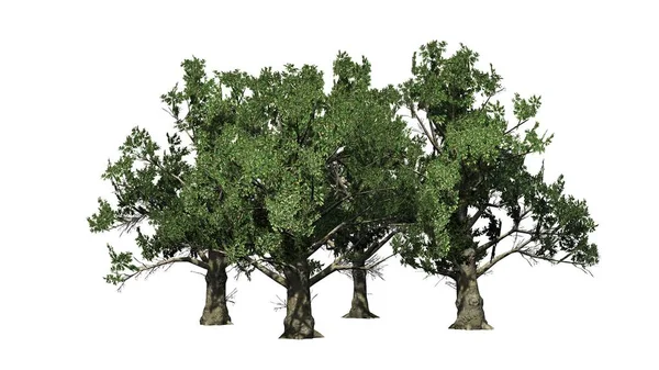 Několik Stromů Jižní Magnolia Izolované Bílém Pozadí — Stock fotografie