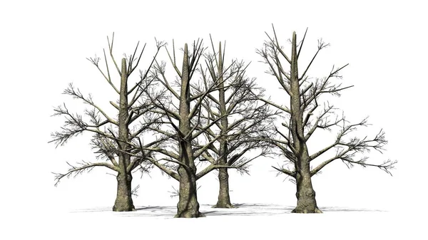 Αρκετές Νότιων Δέντρων Magnolia Χειμώνα Που Απομονώνονται Λευκό Φόντο — Φωτογραφία Αρχείου
