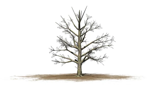 Jižní Magnolie Strom Zimě Izolované Bílém Pozadí — Stock fotografie