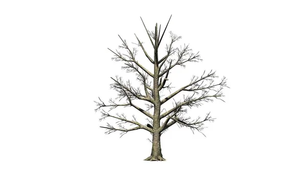Jižní Magnolie Strom Zimě Izolované Bílém Pozadí — Stock fotografie