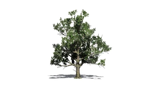 Дерево Южной Магнолии Цветами Изолировано Белом Фоне — стоковое фото