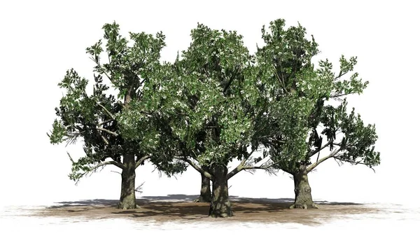 Várias Árvores Magnólia Sul Com Flores Isoladas Fundo Branco — Fotografia de Stock
