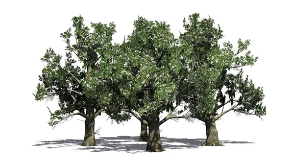 Несколько Деревьев Южной Магнолии Цветами Изолированные Белом Фоне — стоковое фото