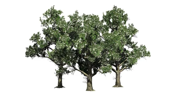 Birkaç Güney Manolya Ağaçları Çiçekleri Beyaz Arka Plan Üzerinde Izole — Stok fotoğraf