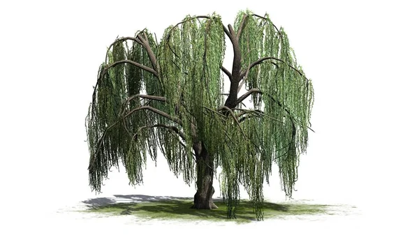 在白色背景下被隔离的垂柳树 免版税图库照片