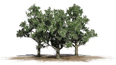 Birkaç Güney Manolya ağaçları çiçekleri - beyaz arka plan üzerinde izole ile