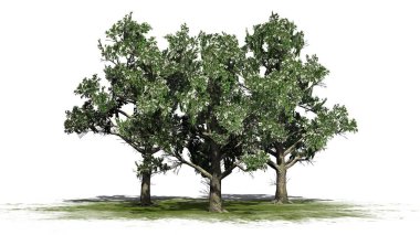 Birkaç Güney Manolya ağaçları çiçekleri - beyaz arka plan üzerinde izole ile