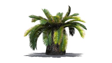 Sago palmiye - güneş palmiye ağacı - beyaz arka plan üzerinde izole 