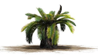 Sago palmiye - güneş palmiye ağacı - beyaz arka plan üzerinde izole 