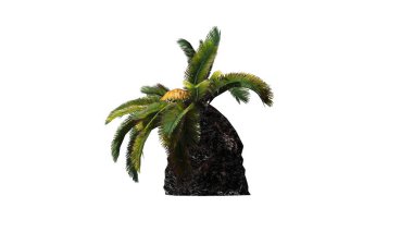 Sago palmiye - güneş palmiye ağacı - beyaz arka plan üzerinde izole 