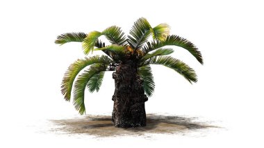 Sago palmiye - güneş palmiye ağacı - beyaz arka plan üzerinde izole 