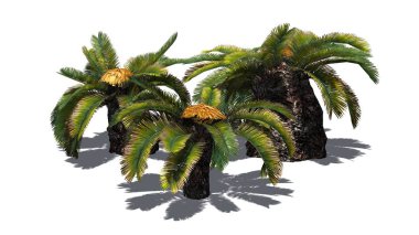 Sago palmiye küme - güneş palmiye ağacı - beyaz arka plan üzerinde izole 