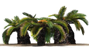 Sago palmiye küme - güneş palmiye ağacı - beyaz arka plan üzerinde izole 