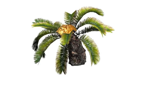 Sago Palm Zon Palm Tree Geïsoleerd Witte Achtergrond — Stockfoto