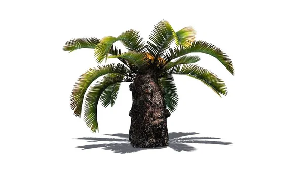 Sago Palm Zon Palm Tree Geïsoleerd Witte Achtergrond — Stockfoto