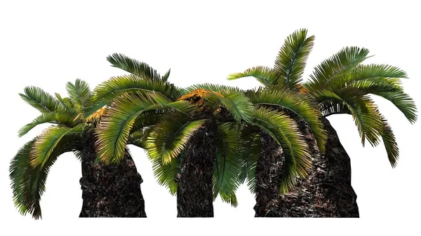 Sago Palm Cluster Sun Palm Tree Isolado Fundo Branco — Fotografia de Stock