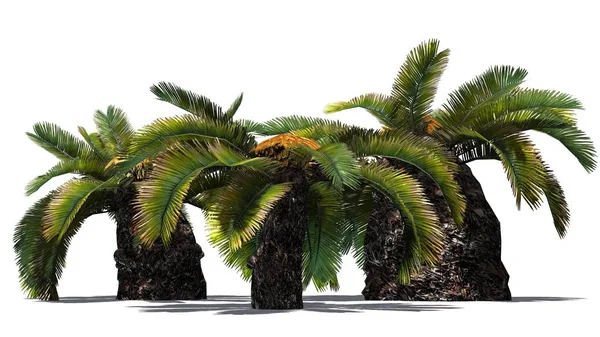 Sago Palm Cluster Sun Palm Tree Aislado Sobre Fondo Blanco —  Fotos de Stock