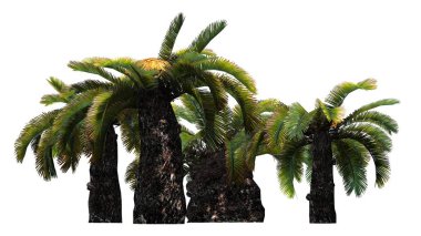 Sago palmiye küme - güneş palmiye ağacı - beyaz arka plan üzerinde izole 
