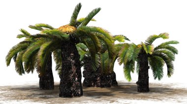 Sago palmiye küme - güneş palmiye ağacı - beyaz arka plan üzerinde izole 