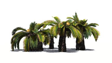 Sago palmiye küme - güneş palmiye ağacı - beyaz arka plan üzerinde izole 