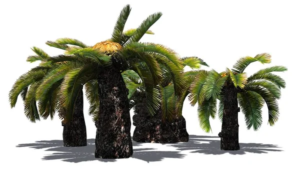 Sago Palm Cluster Sun Palm Tree Isolé Sur Fond Blanc — Photo