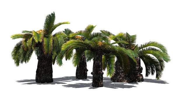 Sago Palm Kluster Sun Palm Tree Isolerad Vit Bakgrund — Stockfoto