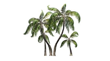 Beyaz arka plan üzerinde izole birkaç farklı örnek palmiye ağaçları-