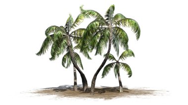 Beyaz arka plan üzerinde izole birkaç farklı örnek palmiye ağaçları-