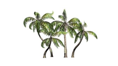 Beyaz arka plan üzerinde izole birkaç farklı örnek palmiye ağaçları-