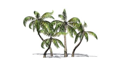Beyaz arka plan üzerinde izole birkaç farklı örnek palmiye ağaçları-