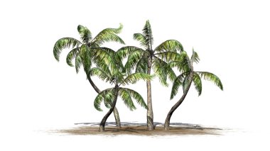Beyaz arka plan üzerinde izole birkaç farklı örnek palmiye ağaçları-