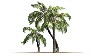 Beyaz arka plan üzerinde izole birkaç farklı örnek palmiye ağaçları-