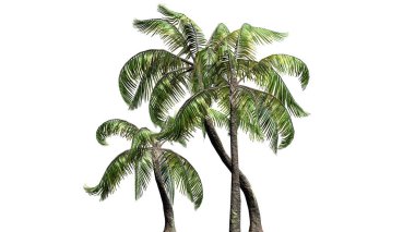 Beyaz arka plan üzerinde izole birkaç farklı örnek palmiye ağaçları-