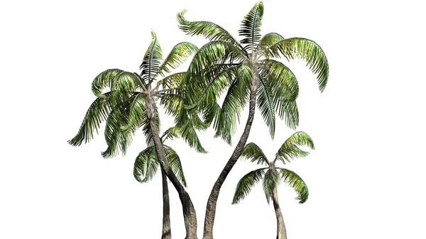 Kilka Różnych Drzew Palmowych Próbki Izolowana Białym Tle — Zdjęcie stockowe