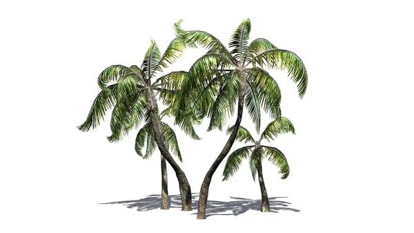 Beyaz Arka Plan Üzerinde Izole Birkaç Farklı Örnek Palmiye Ağaçları — Stok fotoğraf