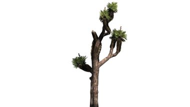 Maltepe - beyaz arka plan üzerinde izole