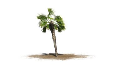 Tek Palmetto palmiye ağacı - beyaz arka plan üzerinde izole