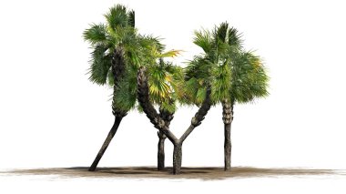 Beyaz arka plan üzerinde izole çeşitli çeşitli Palmetto palmiye ağaçları-