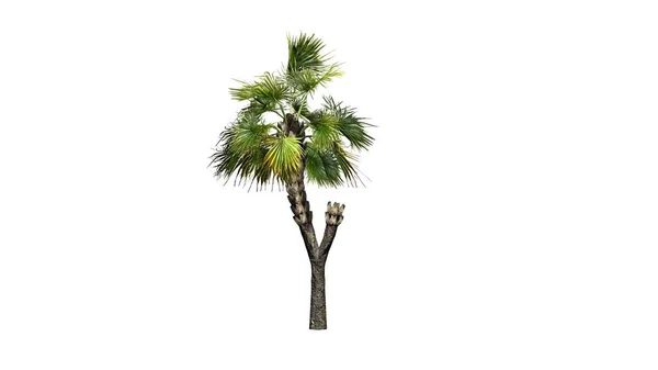 Single Palmetto Palm Tree Isolated White Background — Stock Photo, Image