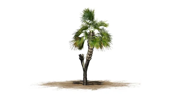 Single Palmetto Palm Tree Isolated White Background — Stock Photo, Image