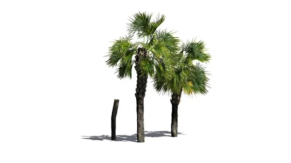 Diverse Palme Palmetto Isolate Sfondo Bianco — Foto Stock