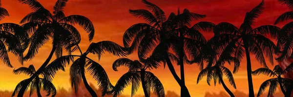 在美丽的天空背景下的几棵棕榈树剪影 全景图片 — 图库照片