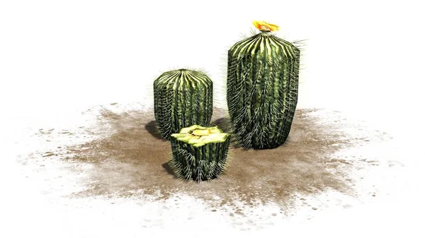 Několik Různých Kaktusů Barel Izolované Bílém Pozadí — Stock fotografie