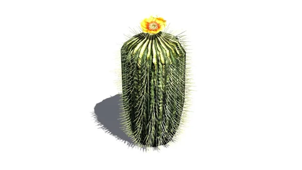 Egy Hordó Cactus Egy Sárga Virág Elszigetelt Fehér Background — Stock Fotó