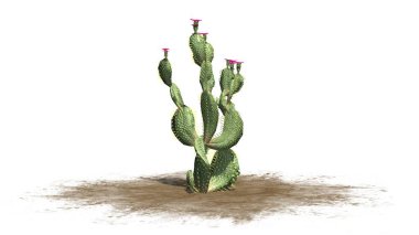 Beavertail kaktüs bitki güzel pembe çiçekleri - beyaz arka plan üzerinde izole ile