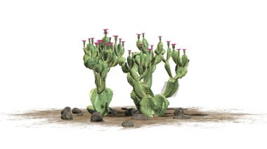 Güzel pembe çiçekleri - beyaz arka plan üzerinde izole ile çeşitli Beavertail kaktüs bitkileri